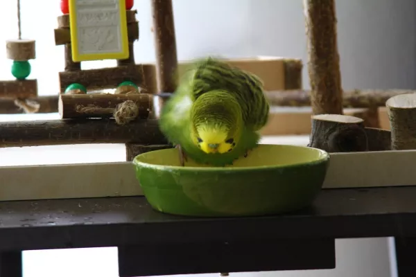 Wellensittich-Bild: ... und Coco testet für alle mal den neuen Pool. Testurteil: Super! Und das spritzt so schön. Da kann die Vogelmama gleich wieder alles trocken wischen hihihi.