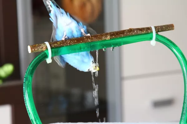 Wellensittich-Bild: Fang den Wasserstrahl