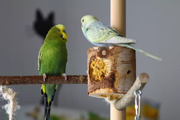 Wellensittich-Bild: Hey Kumpel, ich will auch mal an der Baumrolle naschen.