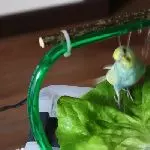 Trinken aus dem Napf kann jeder