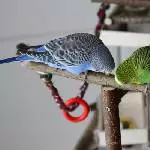 Lila und Lutschi beim Knabbern