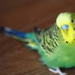 Fotomodel Coco...