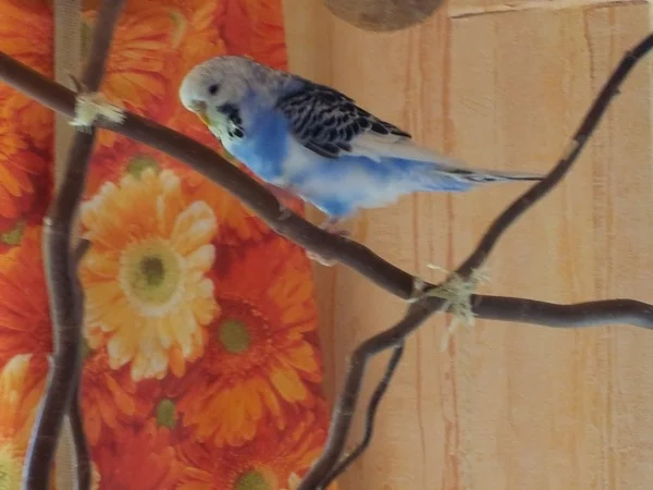 Wellensittich-Bild: Unsere Blue