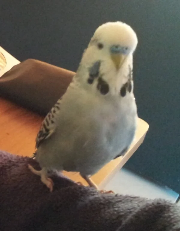 Wellensittich-Bild: Grey auf dem Arm