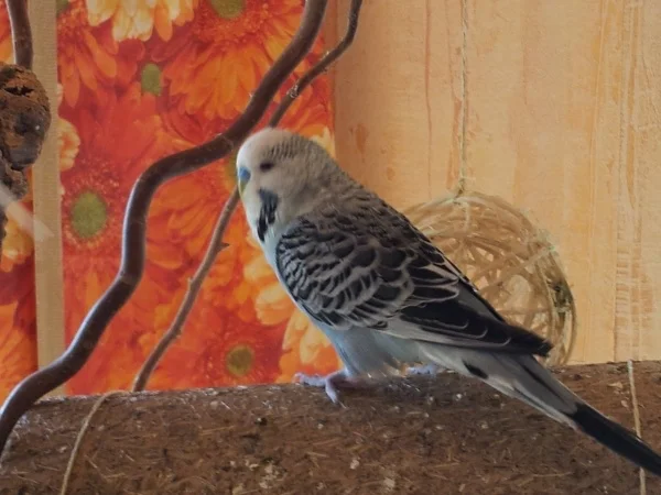 Wellensittich-Bild: Grey auf der Röhre