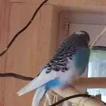 Unsere Romina