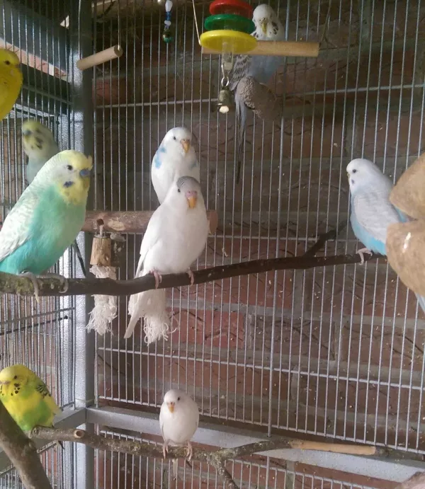 Wellensittich-Bild: Rappel, Bammel, Himmel, Fussel, Hummel, Krümmel und Pebbel.