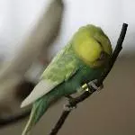 Knuddel