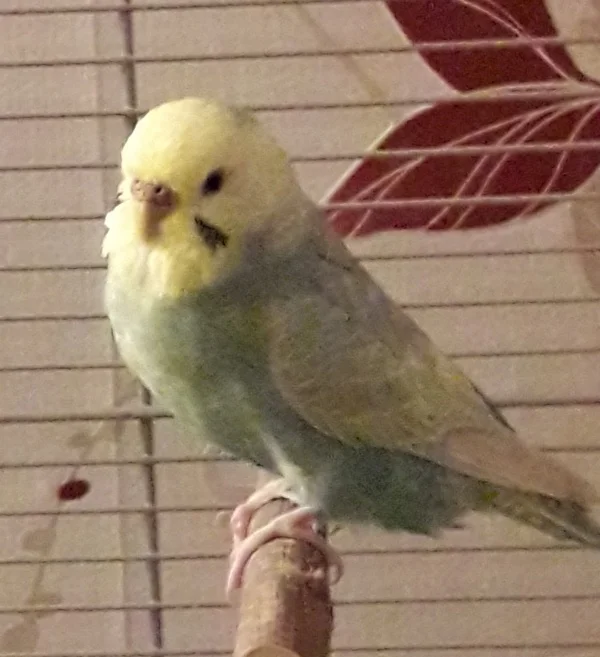 Wellensittich-Bild: Flora mal ganz lieb. =)