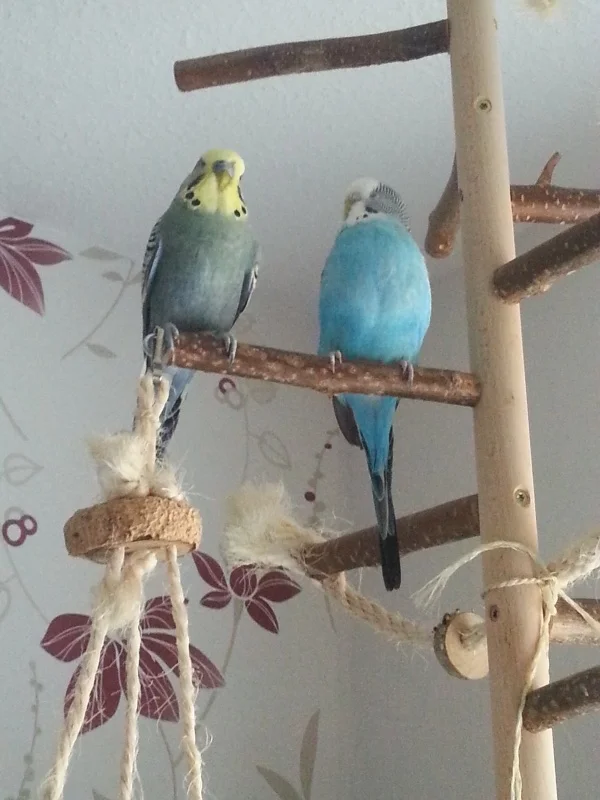 Wellensittich-Bild: Neues Welli-Pärchen in meinem Schwarm.