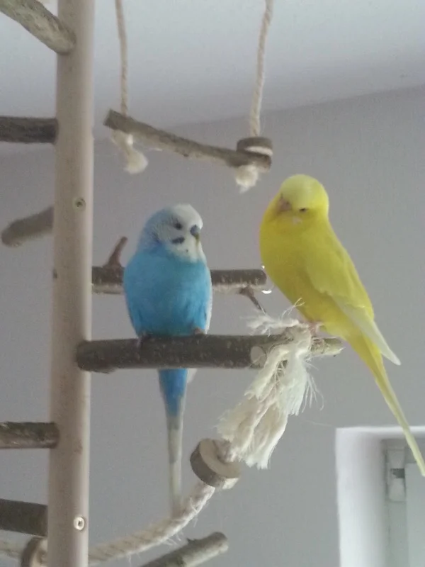 Wellensittich-Bild: Blue und Jelly kamen am 31 Mai 2014 zu mir und führen seitdem ein glücklches Welli-Leben.
Hier sieht man sie auf ihrem Kletterbaum.