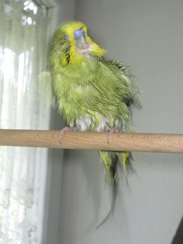 Wellensittich-Bild: Ollis erste Dusche hat ihm sehr gefallen
