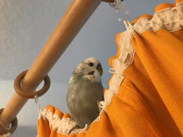 Wellensittich-Bild: Taubert - der Pionier (RIP 21.07.2020)