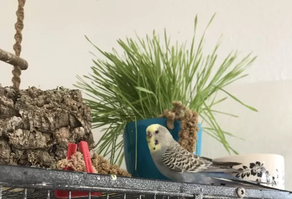 Wellensittich-Bild: Smiley - die Senioren Dame ist endlich wieder beruhigt und hat jetzt Shorty den Fundvogel aus dem Tierheim als Partner bekommen. 