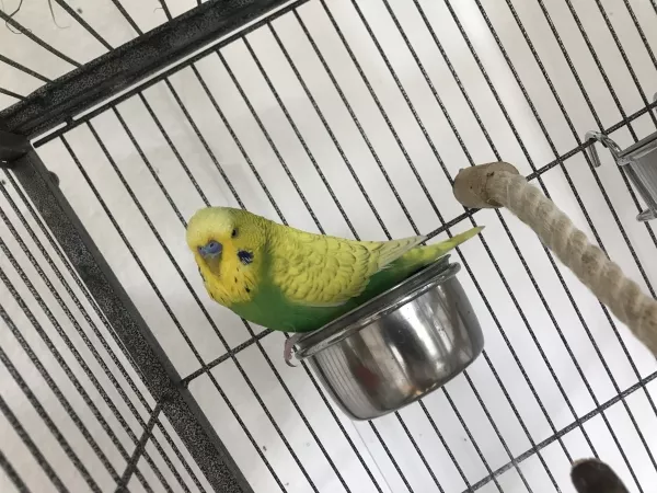 Wellensittich-Bild: Der Neue wohnt jetzt auch hier - 
ein Fundvogel aus dem Nürnberger Tierheim mit zu kurzen Schwanzfedern. 
Hoffen wir mal, dass das Steuerfedern bald wieder nachwachsen - Herr Dr. Karbe hat bei den Untersuchungen keine Krankheit feststellen können.