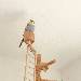 Ein Mast mit Ausguck