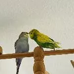 Fürsorglicher Shorty