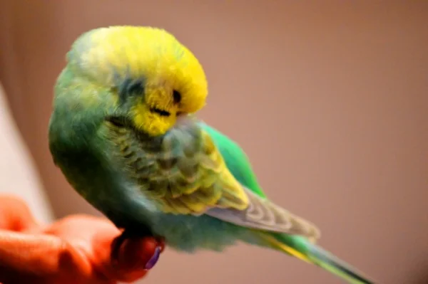 Wellensittich-Bild: Bei Mama auf der Hand sehr entspannend