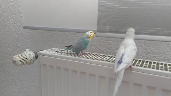Wellensittich-Bild: Ja, Licht :) 

Und warme Füße kriegen sie auch...