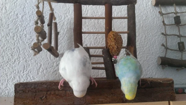 Wellensittich-Bild: In Synchronisation sind die beiden gut
