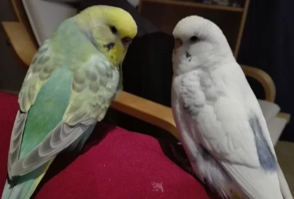 Wellensittich-Bild: Das ist jetzt unser Kissen!