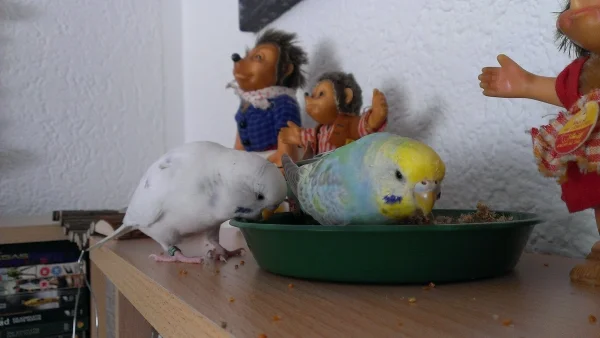 Wellensittich-Bild: 