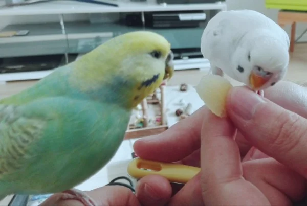 Wellensittich-Bild: Schmeckt doch aus der Hand besser als extra für uns hingelegt