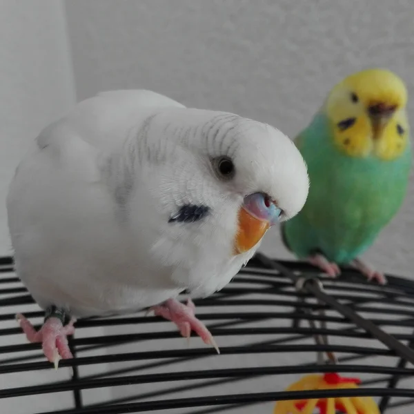 Wellensittich-Bild: Endlich mal scharf so nah vor der Linse, und sie sitzt brav dahinter :)