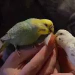 Apfel schmeckt am Besten