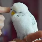Der Geniesser
