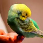 Nickerchen