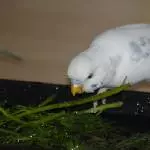 Mein Möhrengrün