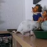 Typisch Frau