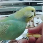 Kiwi naschen
