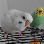 Halloooooo