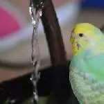 Oh Wasser!