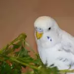 Doug im Möhrengrün