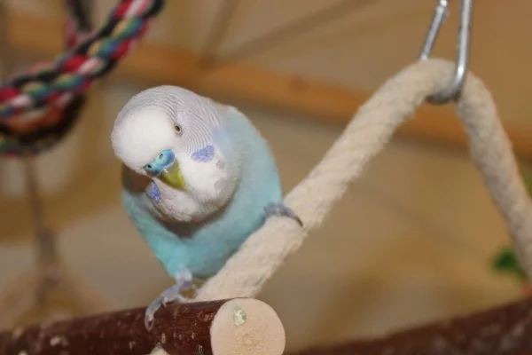 Wellensittich-Bild: Speedy ist immer in Action und wechselt die Turtelpartner, wie wir unsere Wäsche!