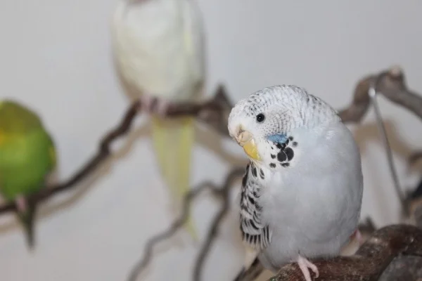 Wellensittich-Bild: Amelie ist eine sehr aktive Dame, die gerne den Nymphen am Wipfel zieht!