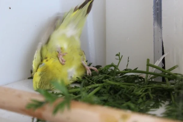 Wellensittich-Bild: Vroni wälzt sich in der Wellidusche