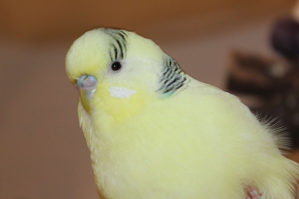 Mimi