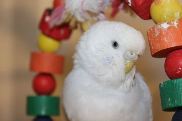 Wellensittich-Bild: Unsere hübsche Dame hat noch keinen Partner!