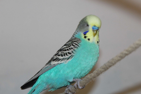 Blueblue