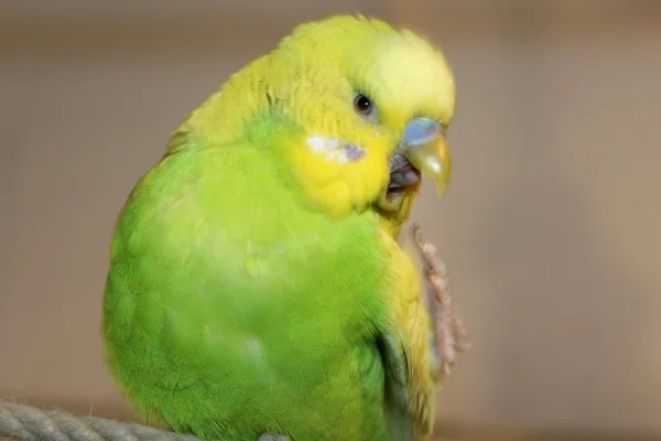 Wellensittich-Bild: Smartie muss es sehr gejuckt haben!