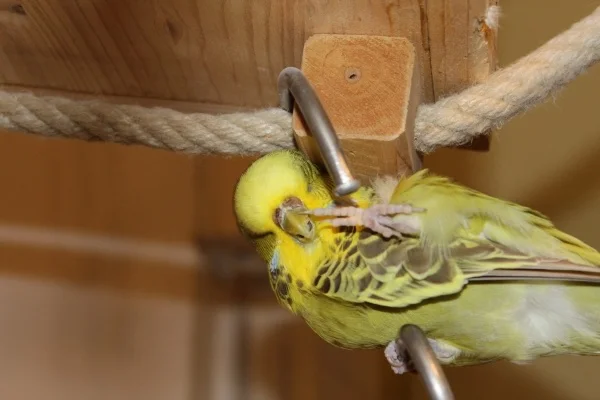 Wellensittich-Bild: Vroni, die unter dem Spielplatz bei der Gefiederpflege!