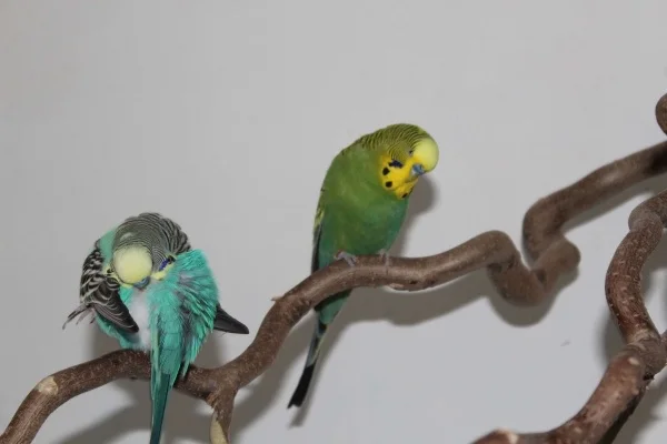 Wellensittich-Bild: Pünktchen(grün) mag keine Kameras, aber dafür Felos um so mehr!