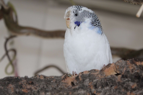 Hermine