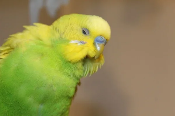 Wellensittich-Bild: Smartie, der einzigste Welli, der bei mir auf die welt gekommen ist!