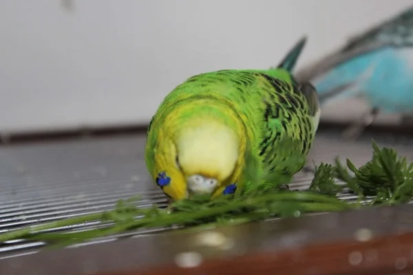 Wellensittich-Bild: Abbe4y ist jetzt bei sarah und darf mit Toni ein glückliches Wellileben zu Fuß führen!