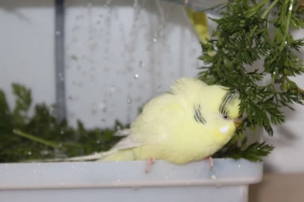 Wellensittich-Bild: Mimi liebt die Wellidusche, bewsonders wenn Möhrenkraut angeboten wird!